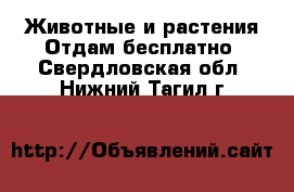 Животные и растения Отдам бесплатно. Свердловская обл.,Нижний Тагил г.